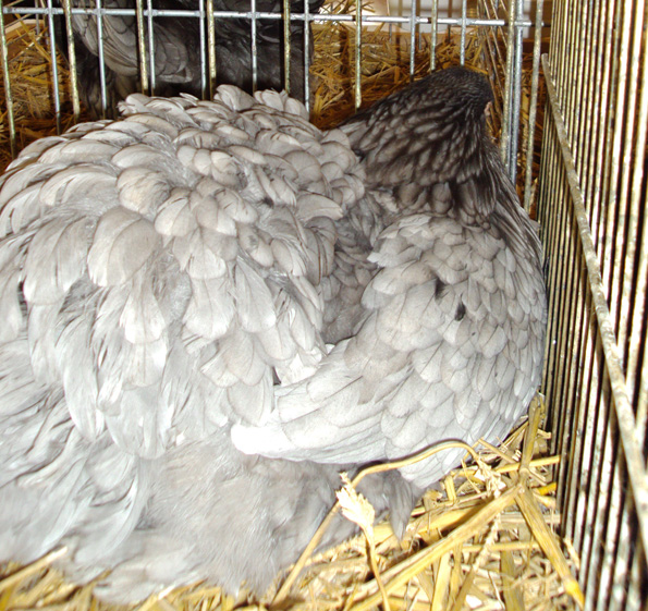 Poule Pékin bleue de dos