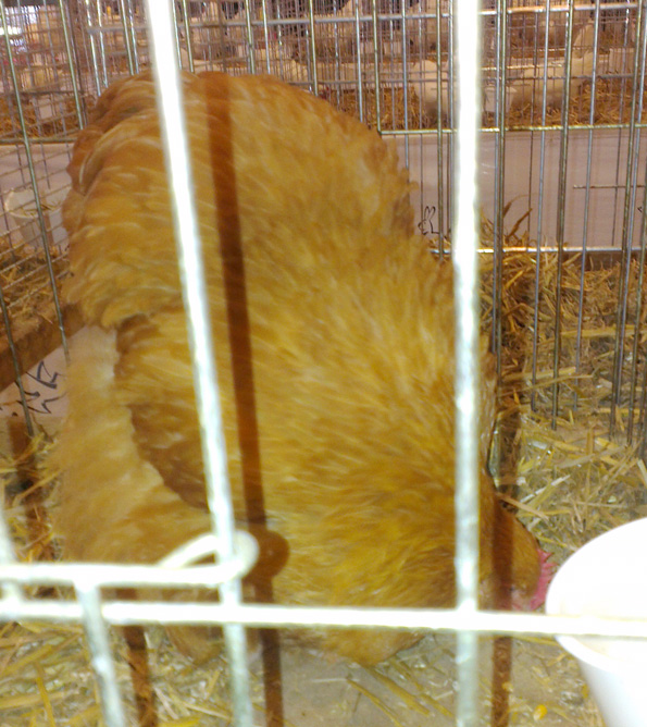 Une seule poule Orpi