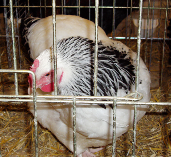 Poule Sussex