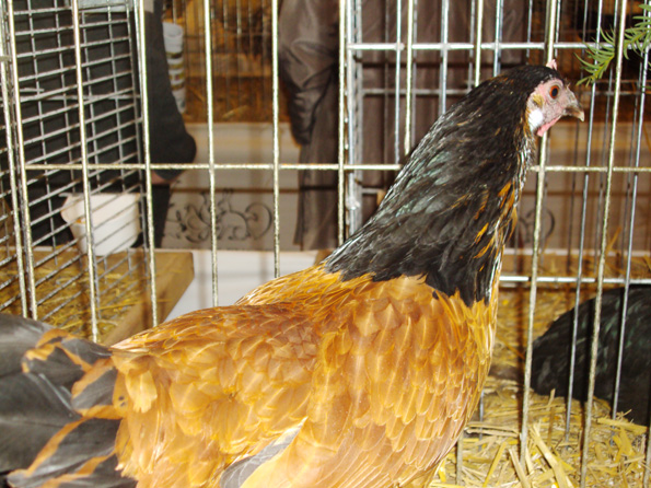 Une poule Worwek