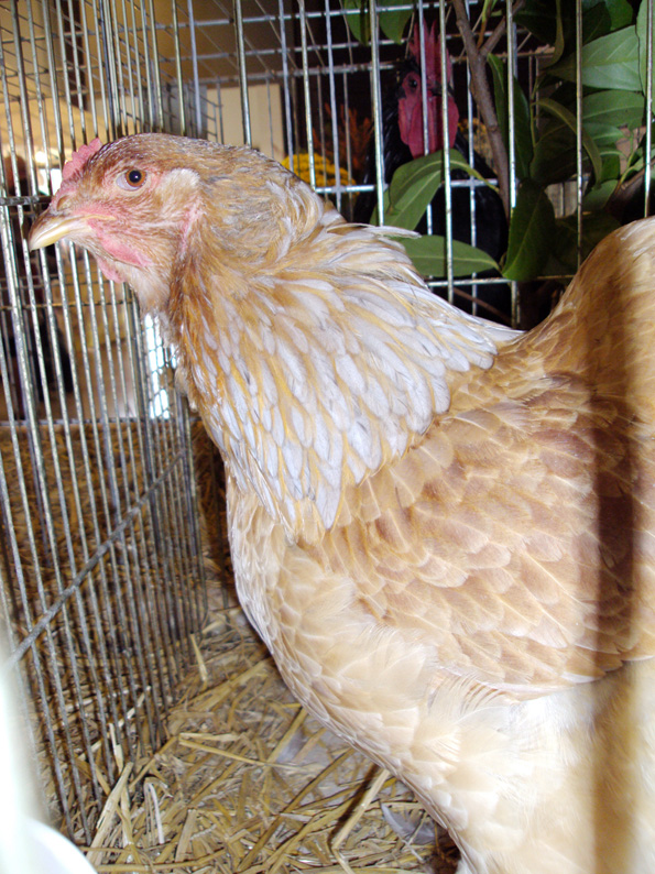 Poule Brahma Columbia bleue