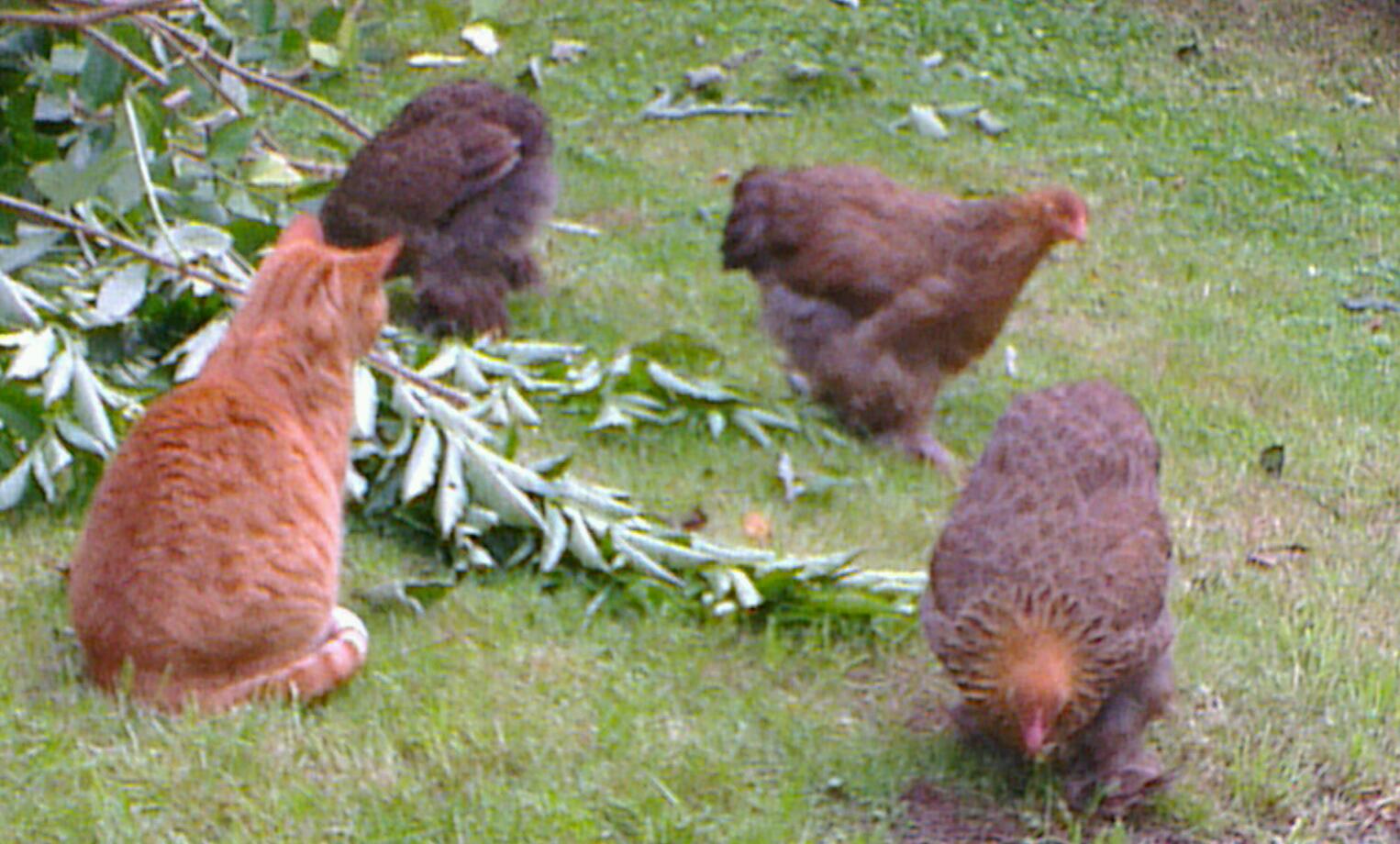 Chatte et jeunes cochins 1