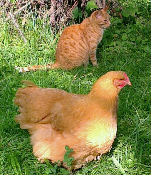 Chatte et poule assorties