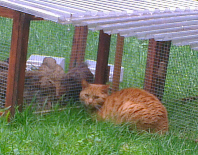 La chatte Ikarou à l'abri de la pluie avec ses poussins