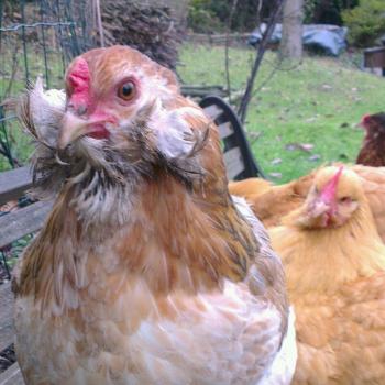 Chouppi avec toupets boueux 1
