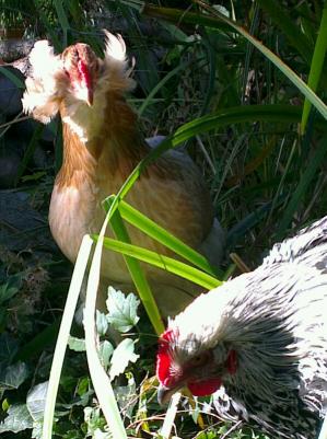 Chouppi et atos devant bassin