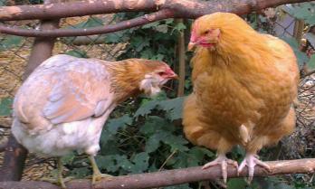 Chouppi et smoothie 1