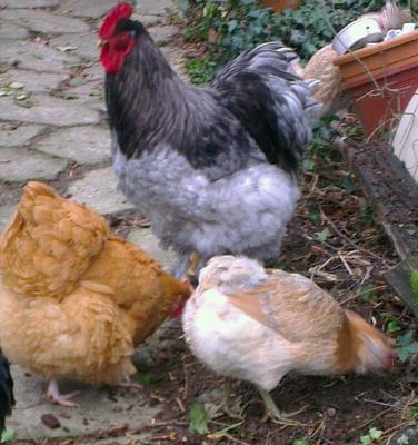 Chouppi farfouille 2