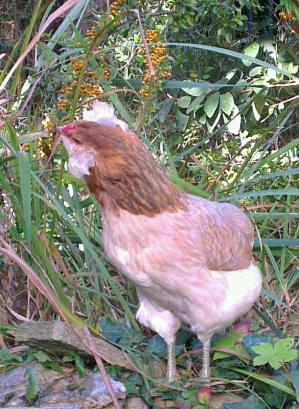 Chouppi picorant des baies de piracantha 1