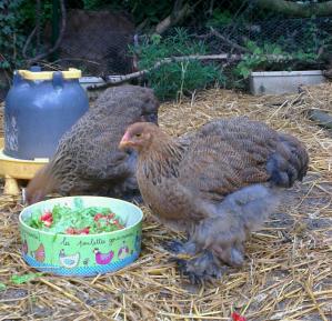 le sol doit être sec pour les pattes emplumées des Cochins