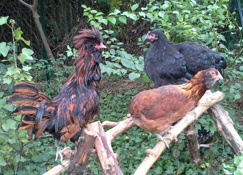 Le voquelet Padoue perché avec deux jeunes poules