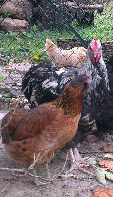 Théo, coq orpington, avec Edith, l'araucana doré-brun