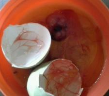 Embryon de poussin 10 jours incubation