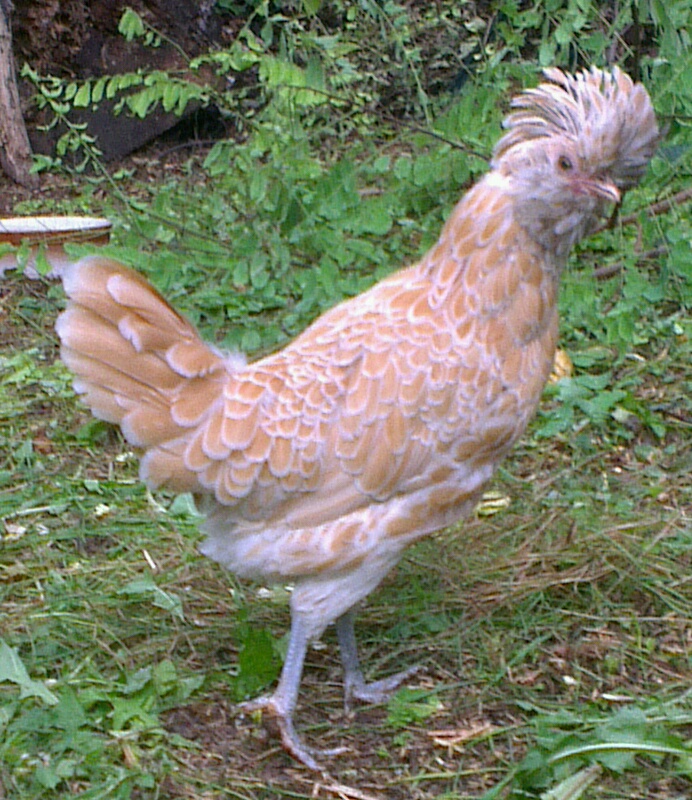 Estia, la poule Padoue, après une coupe sévère de sa huppe