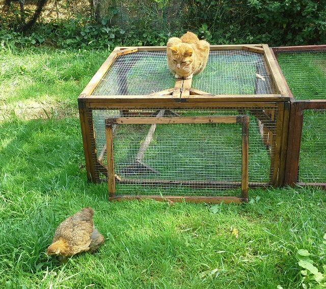 La chatte Ikarou regardant une poussinnette