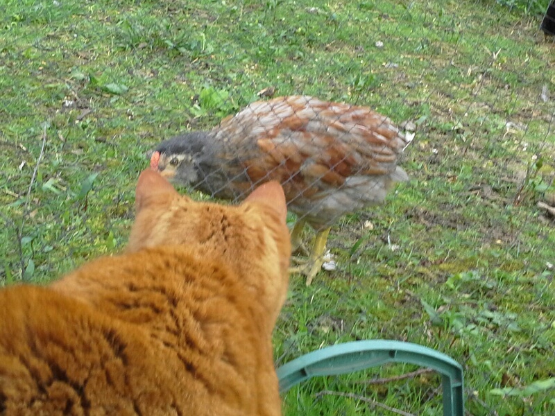 La chatte Ikarou observant un coquelet araucana