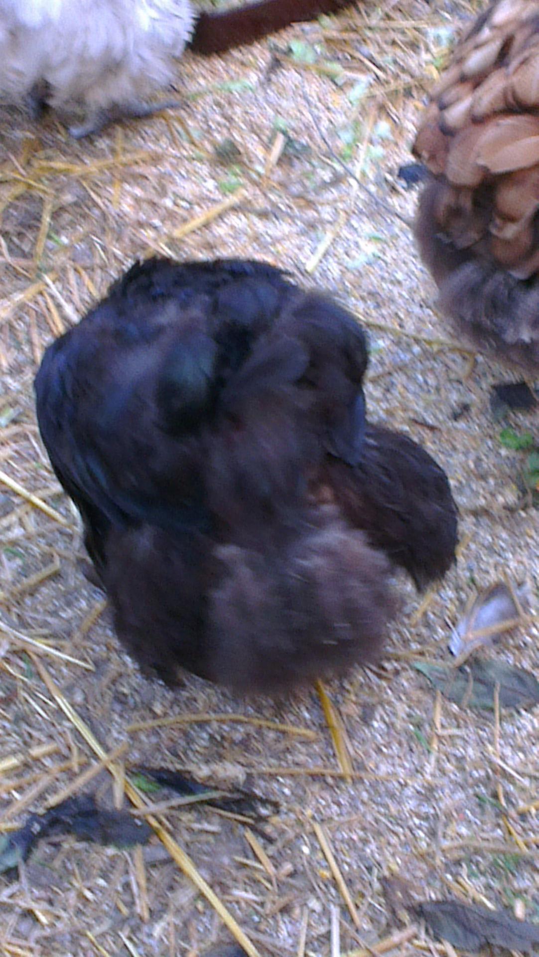 Vue du derrière de Zoé,  poule Orpington noire, en mue