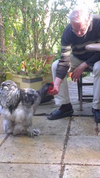 Patty, le coq Cochin et Denis