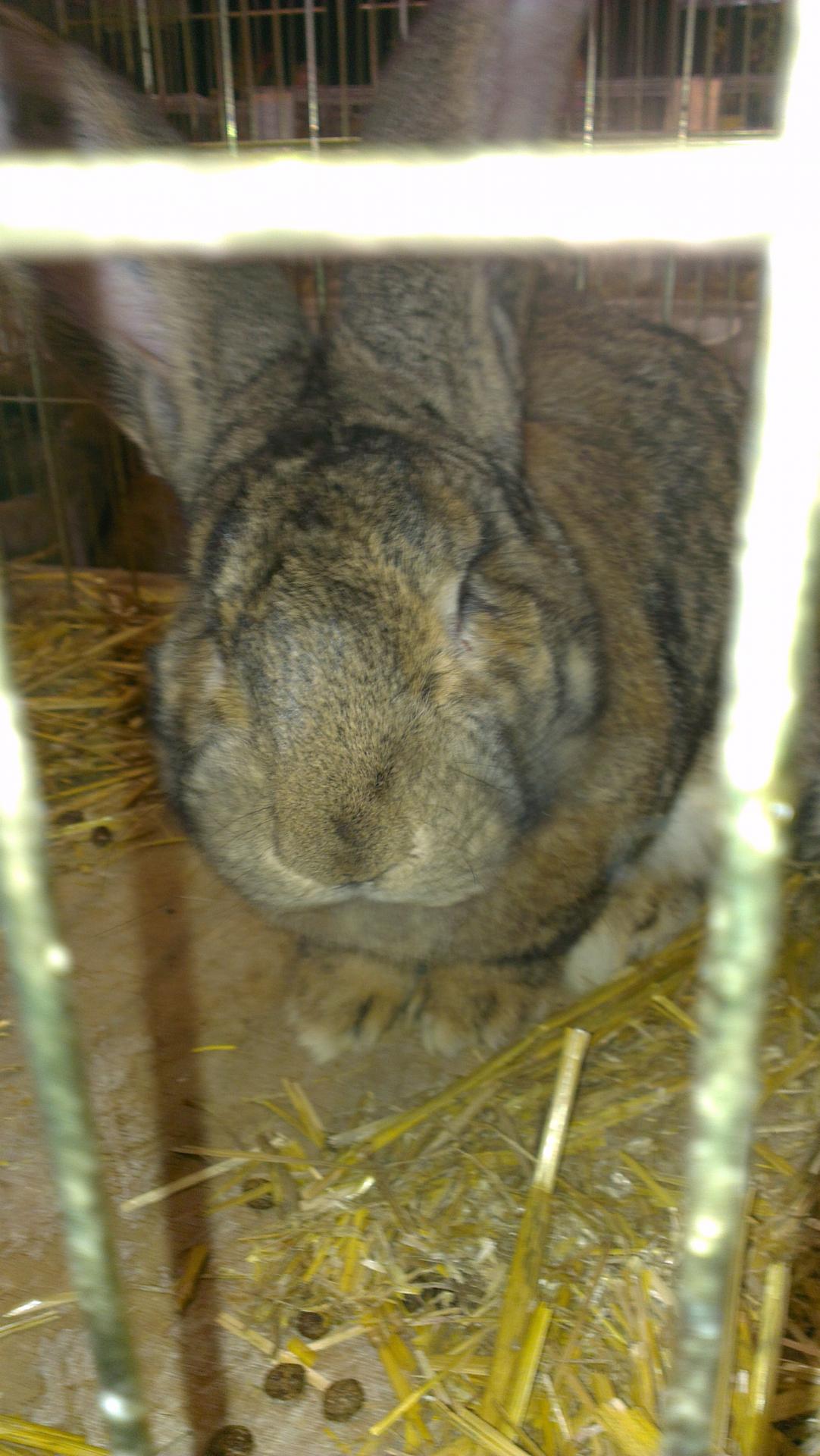 Une belle tête de gros lapin