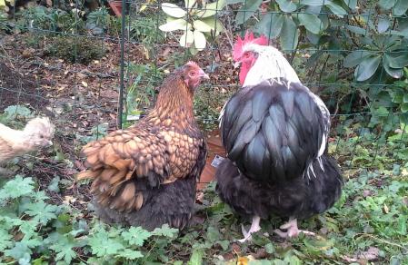 Jardin theo et liserette devant grillage