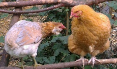 Logo smoothie et chouppi