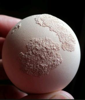 Oeuf avec des concretions