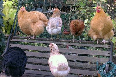 Orpingtons et araucanas sur le banc du jardin 3