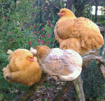 Orpis et araucana perchees 1