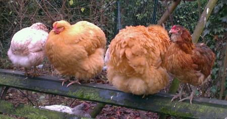 Orpis et araucanas perchees en haut banc 1