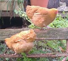 Orpis fauves sur vieux banc