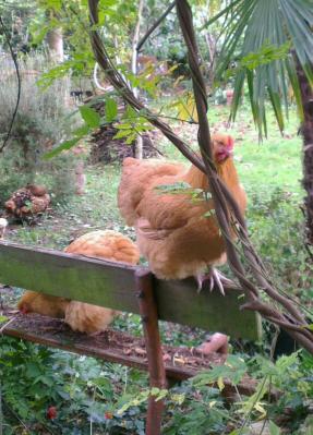 Orpis sur banc derriere liane 1