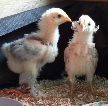 Patty et chouppi bebe 1