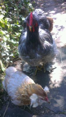 Patty et chouppi chemin 1