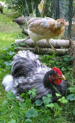 Patty et chouppi jardin