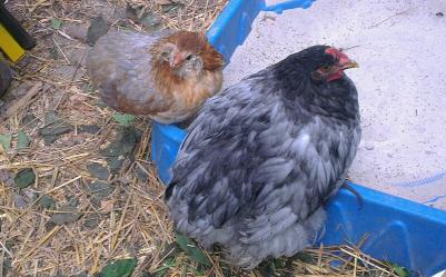 Patty et chouppi sur le bord du bac a sable 2