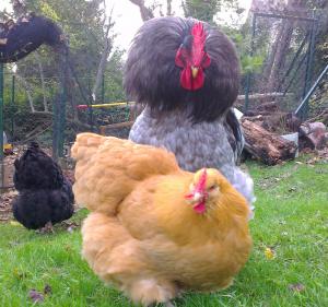 Patty sautant sur Mimi