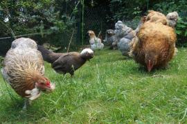 Petit troupeau de poules dans le jardin