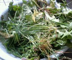 Pissenlits et herbe recoltes pour gouter