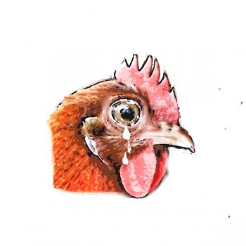 Poule qui pleure