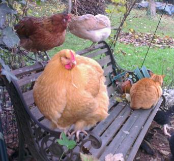 Poules orpi et araucana avec chatte