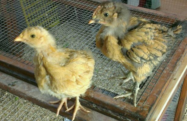 Poussins orpington fauve et dore de 4 semaines 1