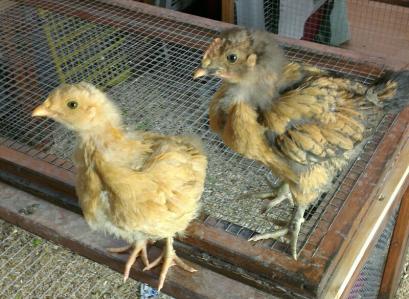 Poussins orpis 4 semaines 5