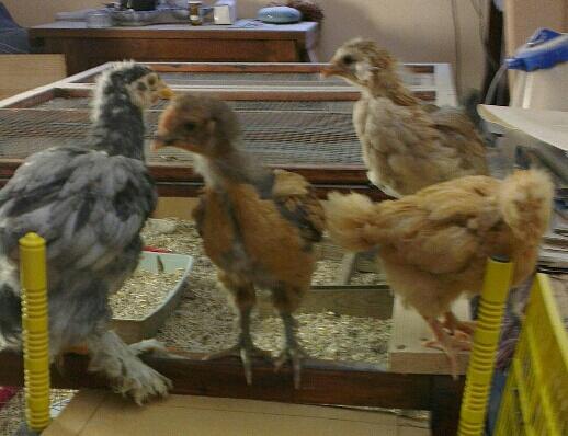 Poussins orpis et araucana sur leur parcours 2