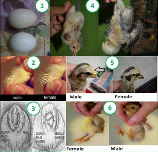 Screenshot 2015 07 23 14 méthode de sexage poussins Orpington