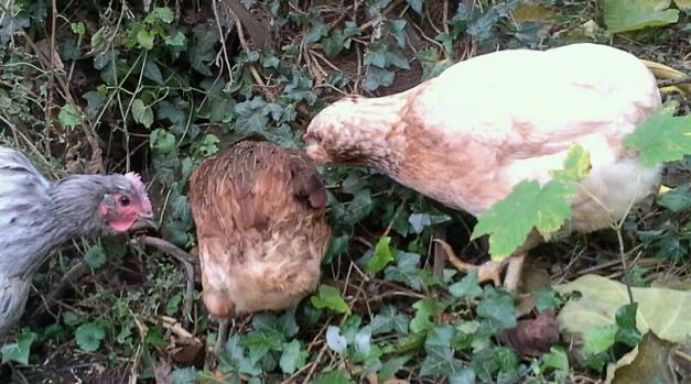 Splashie curieuse avec araucanas