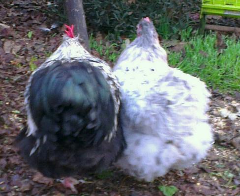 Theo et splashie de dos