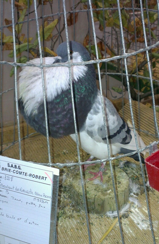 un pigeon Boulant